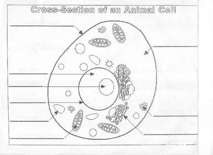 Printables Animal Cell Worksheet animal cell parts worksheet diagram unlabeled resources digital image