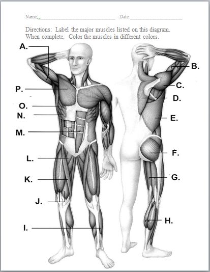 Printables Muscles Worksheet 1000 ideas about muscular system on pinterest skeletal and various...