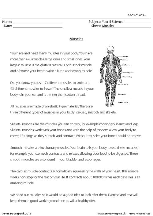 Printables Muscles Worksheet primaryleap co uk muscles worksheet