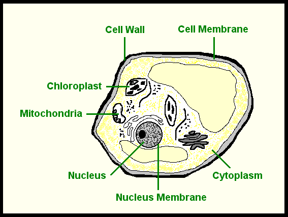 Printables Parts Of The Cell Worksheet cell parts worksheet membrane lesson my schoolhouse parts
