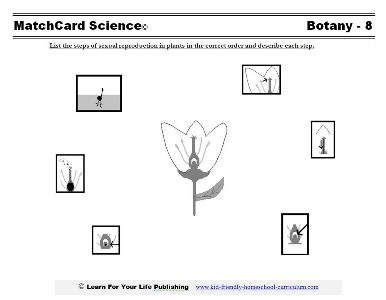 Printables Asexual Reproduction Worksheet sexual reproduction in plants