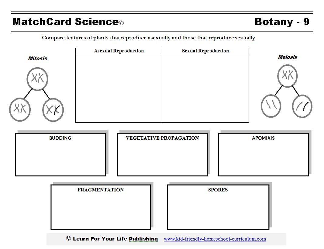 Printables Asexual Reproduction Worksheet asexual reproduction in plants plant worksheet