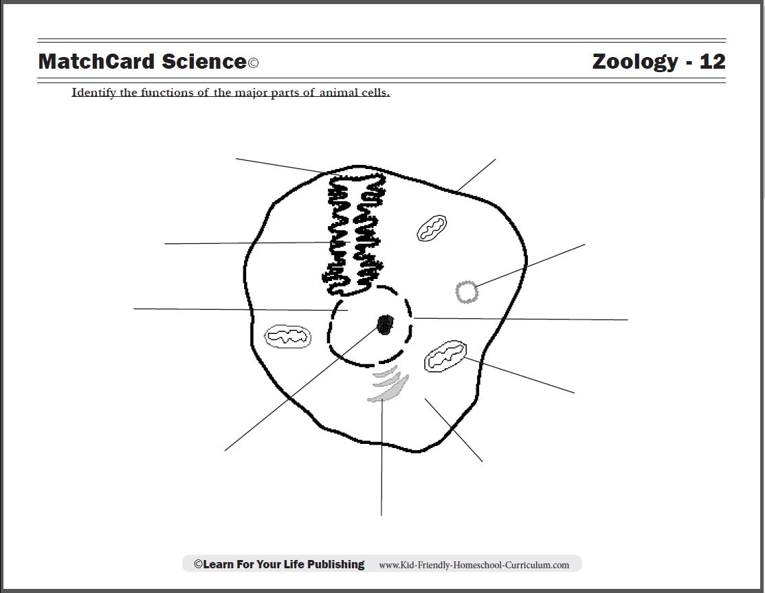 Printables Animal Cell Worksheet animal cell diagram worksheet