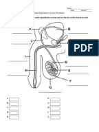 Printables Asexual Reproduction Worksheet asexual reproduction worksheet male reproductive...