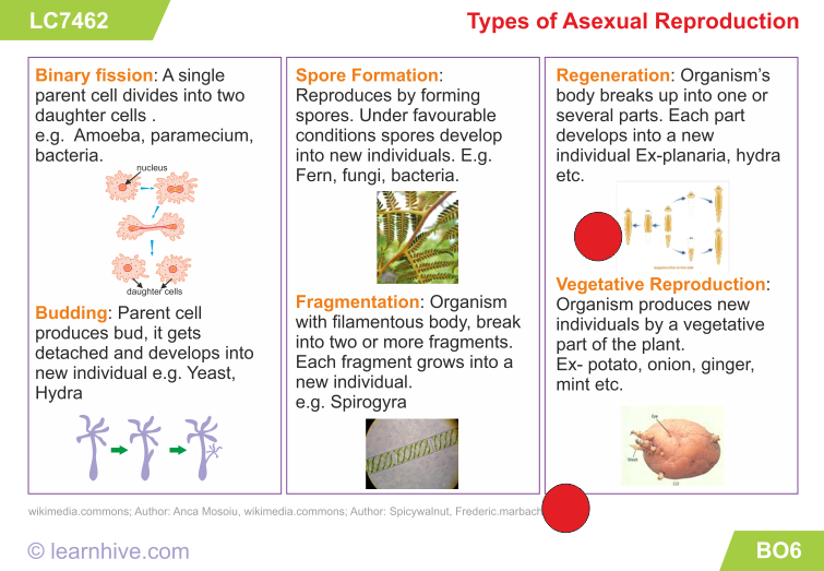 Printables Asexual Reproduction Worksheet learnhive icse grade 8 biology growth development and...