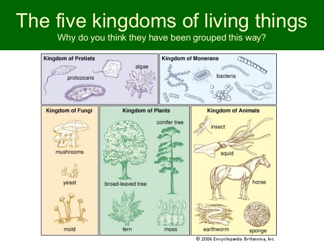 Printables Classifying Living Things Worksheet classification of living things worksheet...