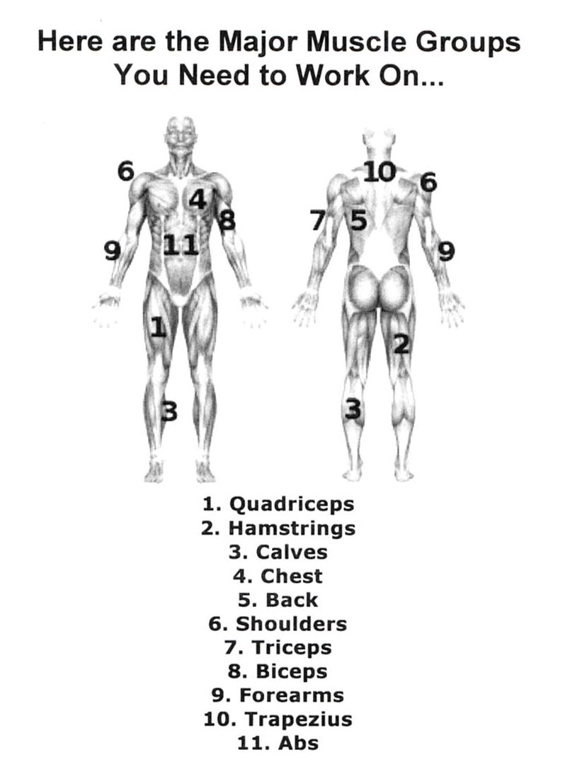 Printables Muscles Worksheet muscle worksheet imperialdesignstudio worksheet