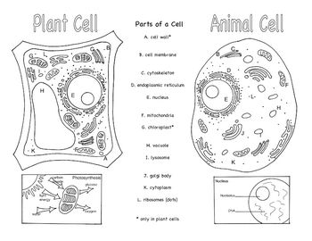 Printables Animal Cell Worksheet 1000 images about plant and animal cells on pinterest life science plants biology