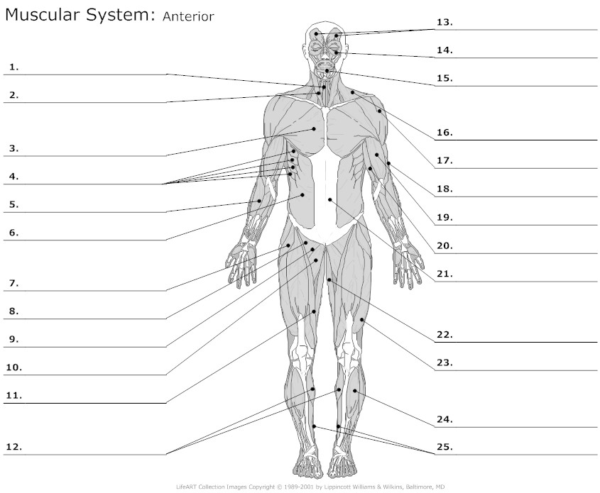 Printables Muscles Worksheet anatomy labeling worksheets bing images esthetics pinterest learn...