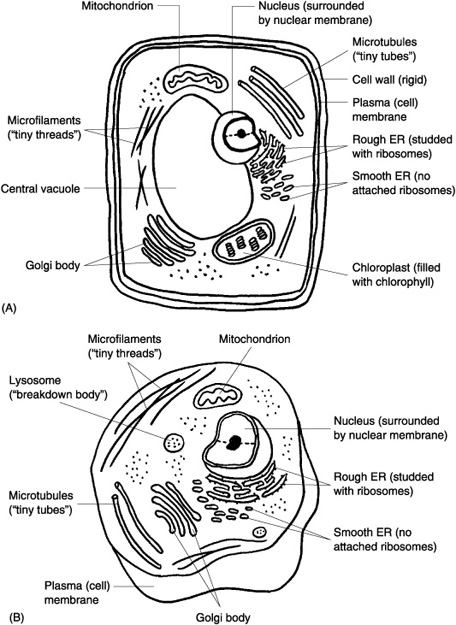 Printables Animal Cell Worksheet 1000 images about plant and animal cells on pinterest life science plants biology