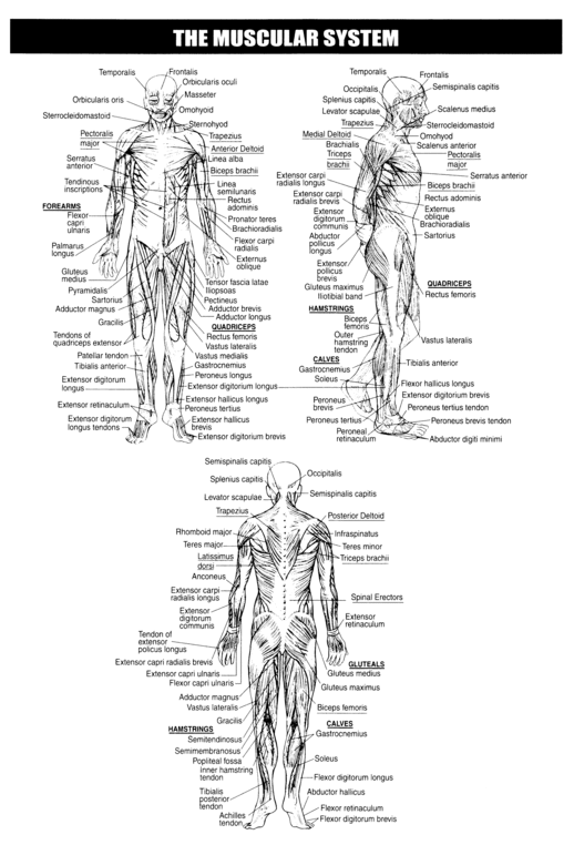 Printables Muscles Worksheet 1000 images about school on pinterest biology the muscle and mike...