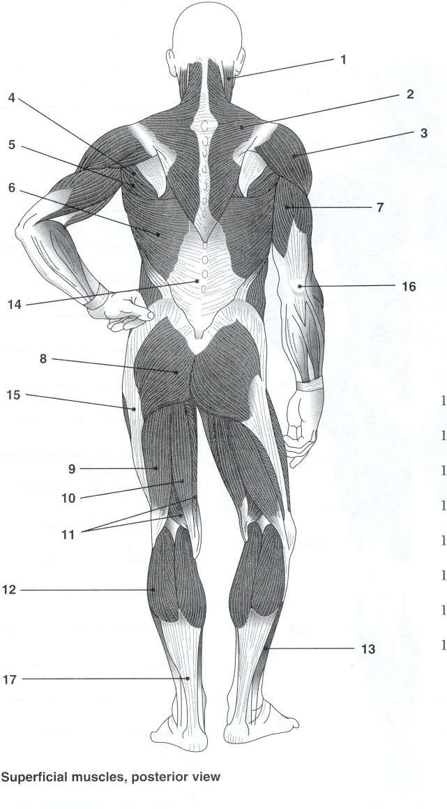 Printables Muscles Worksheet anatomy labeling worksheets bing images esthetics pinterest muscles...