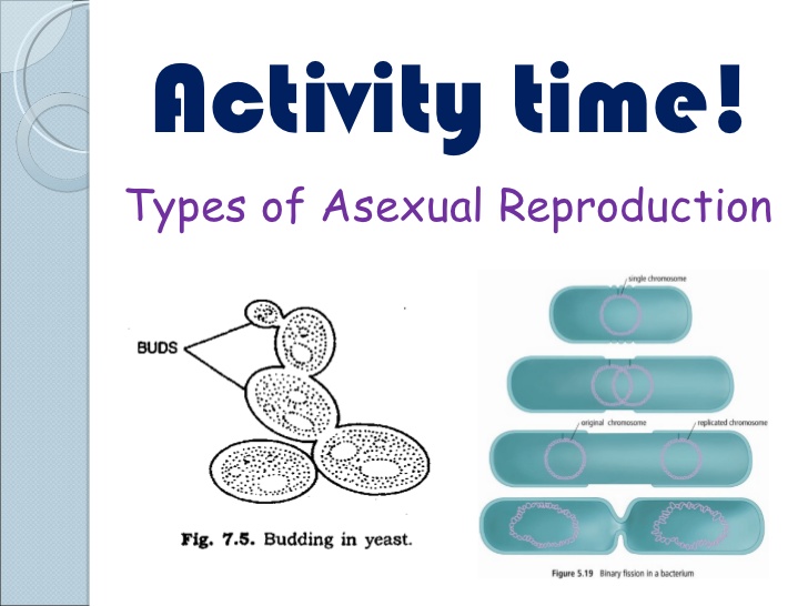 Printables Asexual Reproduction Worksheet sci 9 lesson 4 mar 2 ch 5 asexual reproduction types...