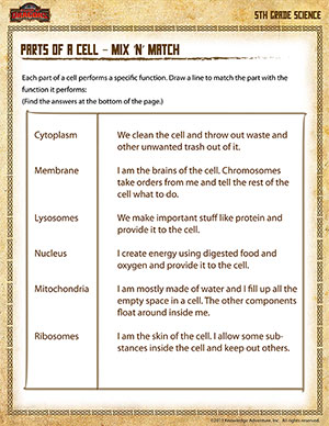 Printables Parts Of The Cell Worksheet parts of a cell mix n match 5th grade science worksheet match