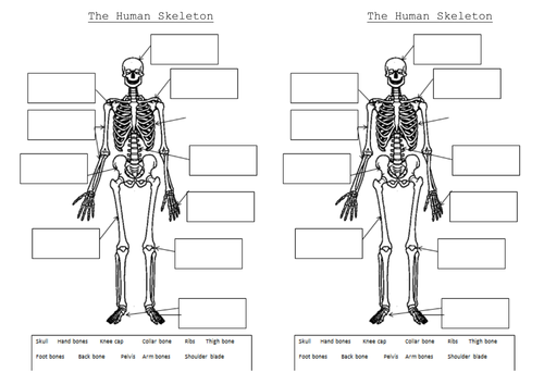 Printables Muscles Worksheet the skeleton and muscles powerpoint worksheets by hilly577 teaching...