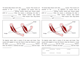 Printables Muscles Worksheet the skeleton and muscles powerpoint worksheets by hilly577...