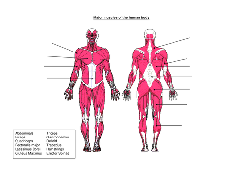 Printables Muscles Worksheet muscles worksheet by jen4000 teaching resources tes