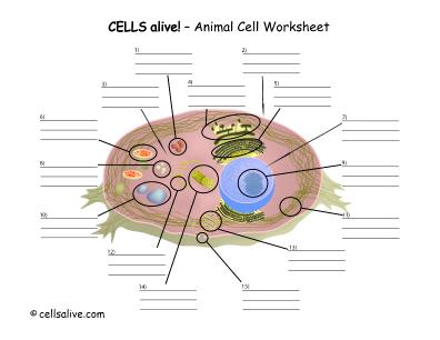 Printables Animal Cell Worksheet lifescitrc org cells alive animal cell worksheet worksheet