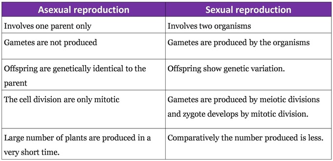 Printables Asexual Reproduction Worksheet yr 11 topic 2 human reproduction amazing world of...