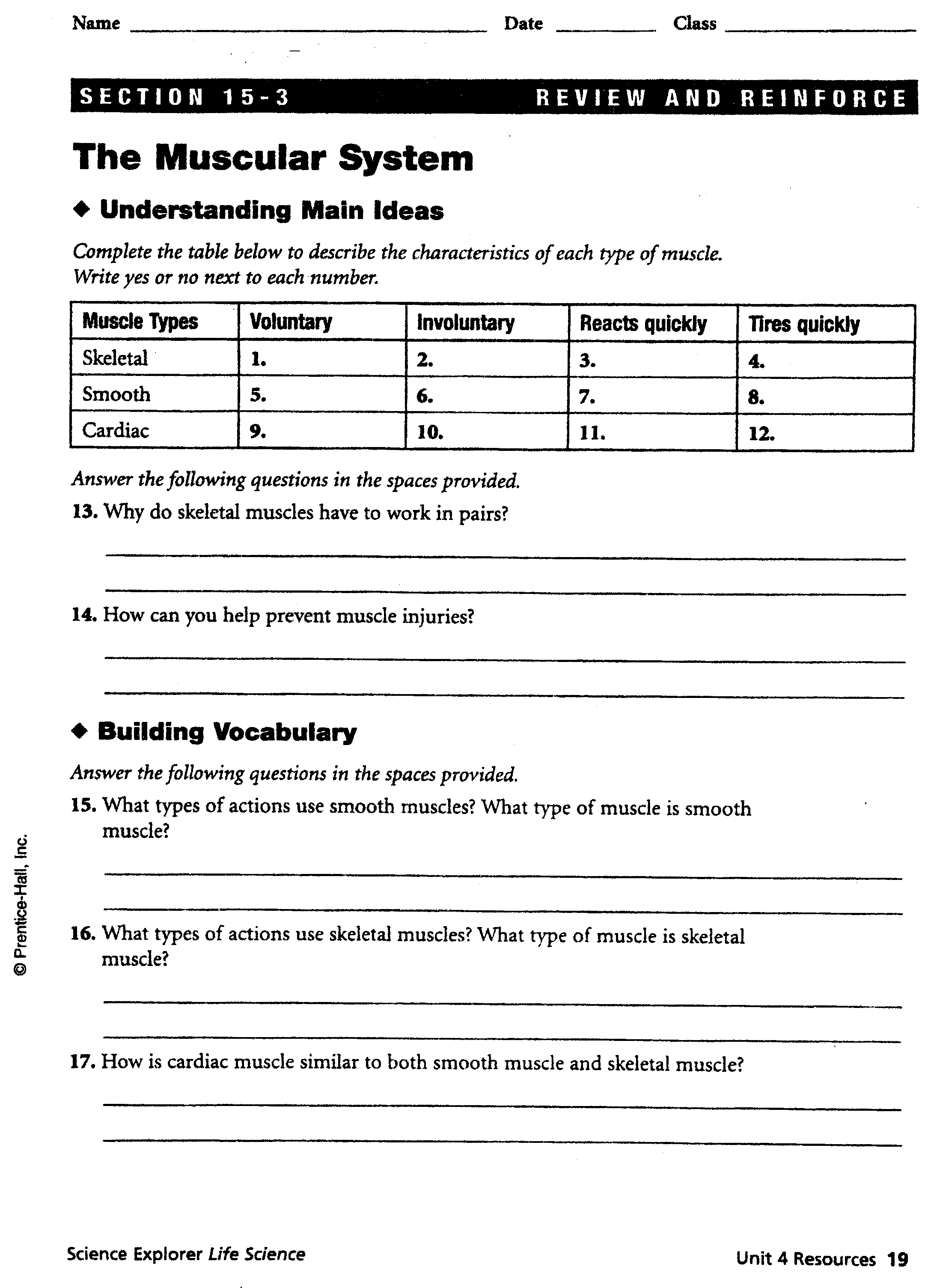 Printables Muscles Worksheet muscle worksheet imperialdesignstudio muscular system worksheets on...