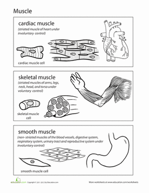 Printables Muscles Worksheet inside out anatomy muscles worksheet education com middle school...