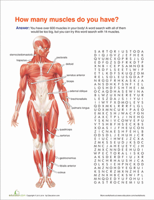 Printables Muscles Worksheet muscles worksheet davezan