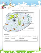 Printables Animal Cell Worksheet plant and animal cells worksheets games quizzes for kids