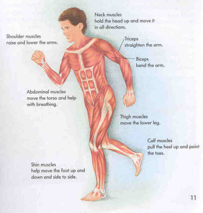 Printables Muscles Worksheet human body muscles activity sheet for free printable science sheets