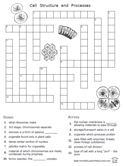 Printables Parts Of The Cell Worksheet cells worksheets frans freebies free printable crossword puzzle worksheet cytology biology science fun