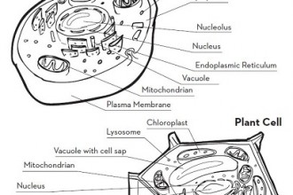 Printables Animal Cell Worksheet label animal cell worksheet davezan davezan