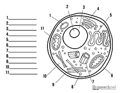 Printables Animal Cell Worksheet animal cell clipart worksheets labeling worksheet