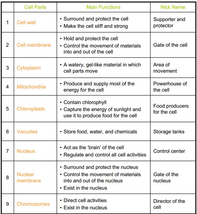 Printables Parts Of The Cell Worksheet animal and plant cell worksheet abitlikethis organelles coloring worksheet